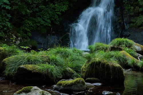 天栄村の明神滝に群生する苔とイネ科植物の渓流風景
