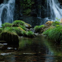 天栄村の明神滝で苔むした岩と浅瀬の植物、渓流の流れの写真