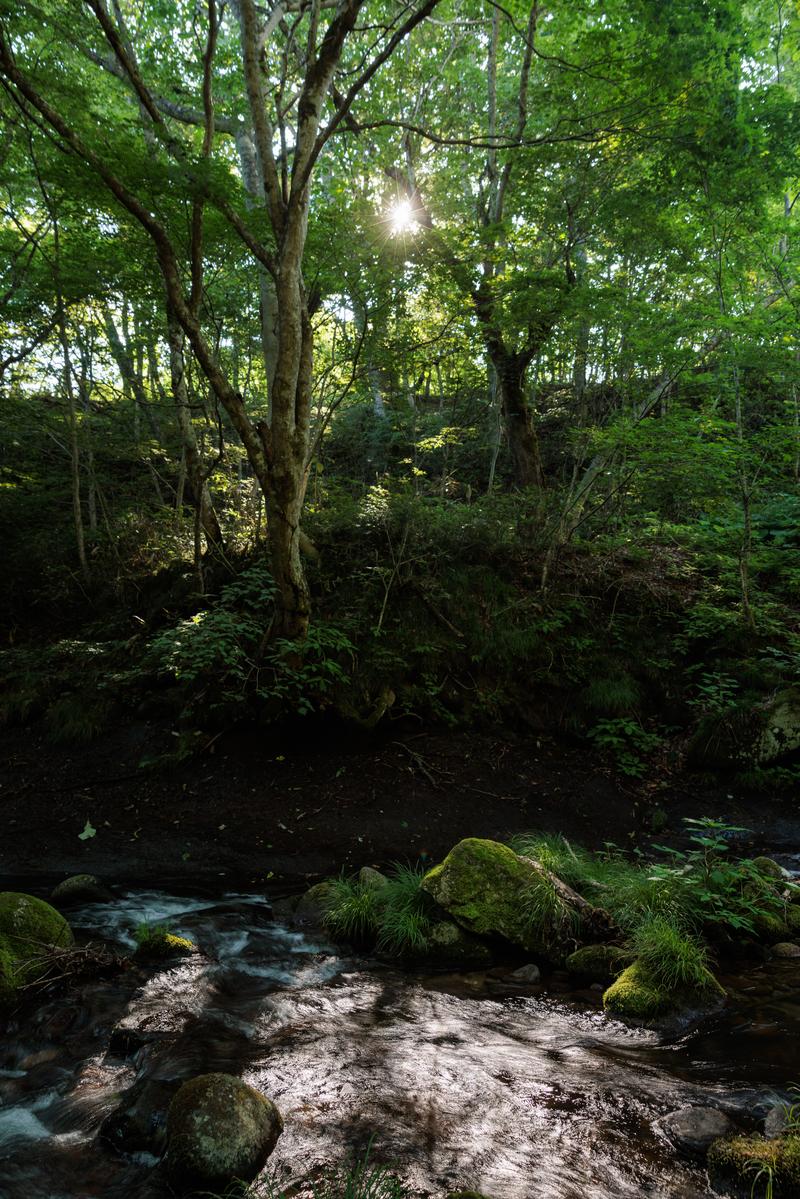 天栄村の明神滝で、樹間から降り注ぐ光芒と苔むした岩、清流が見える