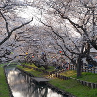 埼玉県川越市の新河岸川沿いに立ち並ぶ満開の桜並木の写真