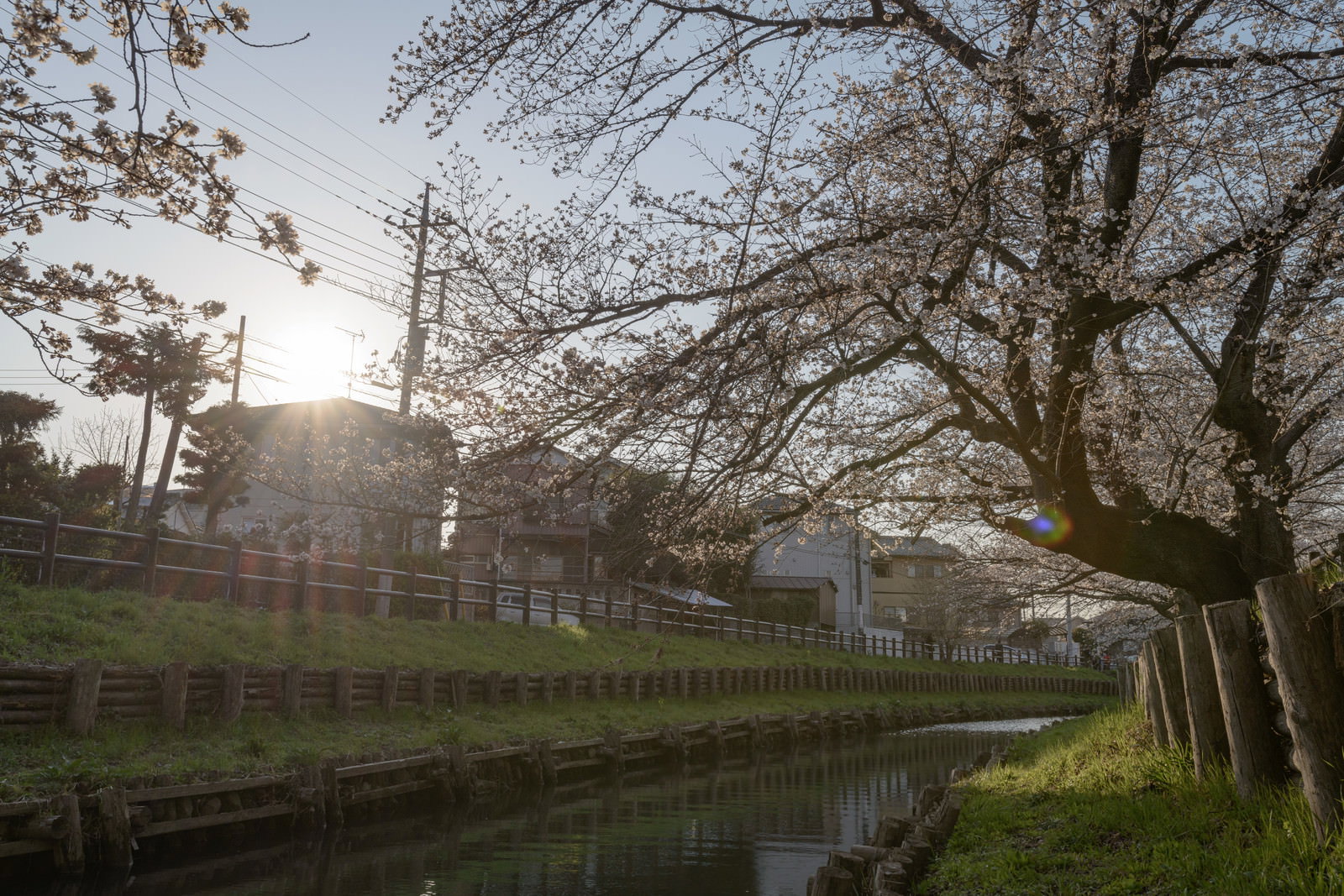 川沿いに咲く桜並木が夕日に照らされ水面に映っている春の風景