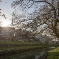 夕日に照らされた河岸の桜並木（埼玉県川越市氷川町の新河岸）の写真