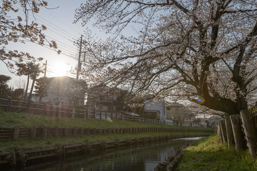 夕日に照らされた河岸の桜並木（埼玉県川越市氷川町の新河岸）