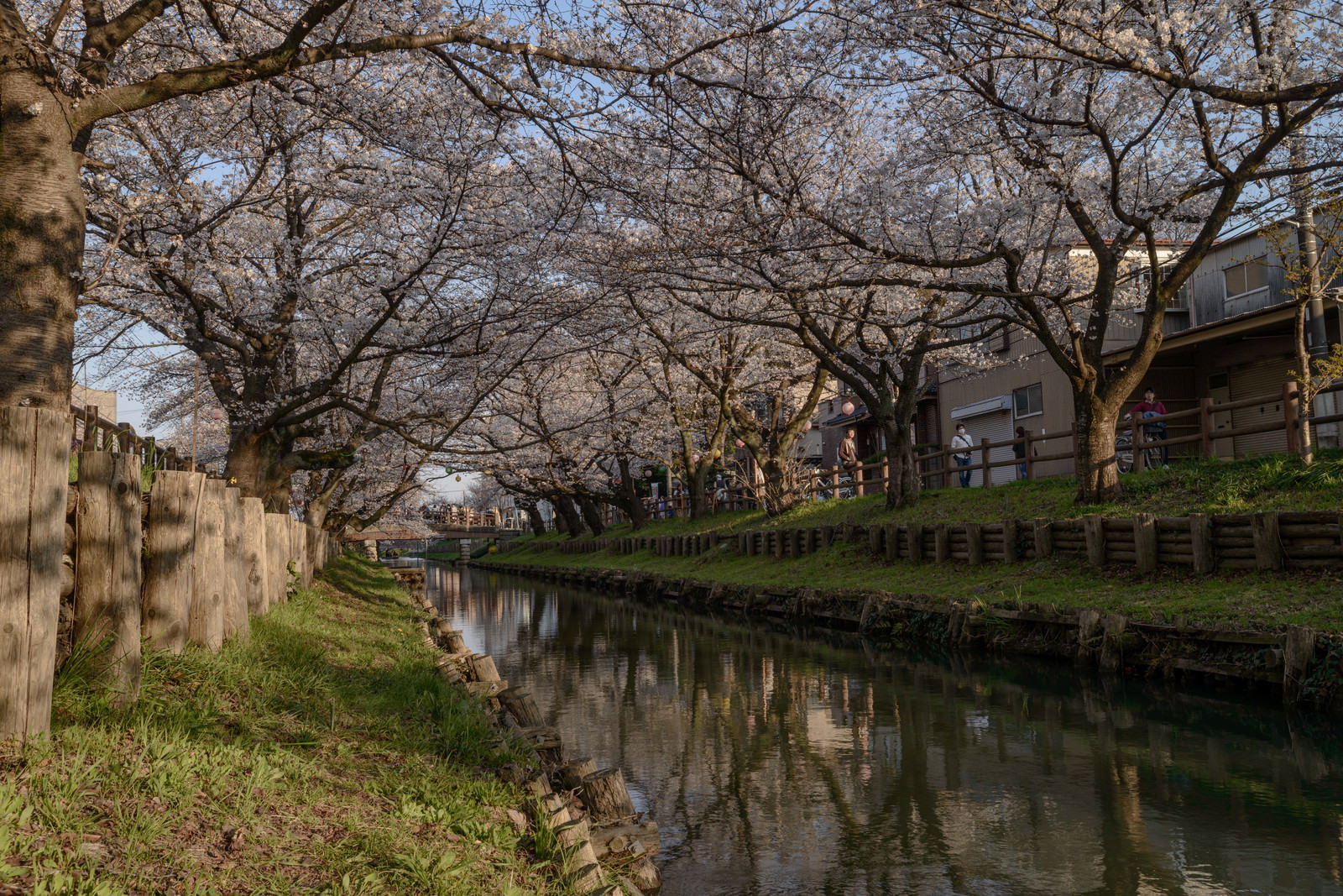 新河岸川の両岸に咲く桜並木が水面に映る春の風景