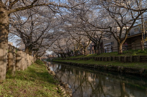 新河岸川を覆う桜並木（埼玉県川越市氷川町）
