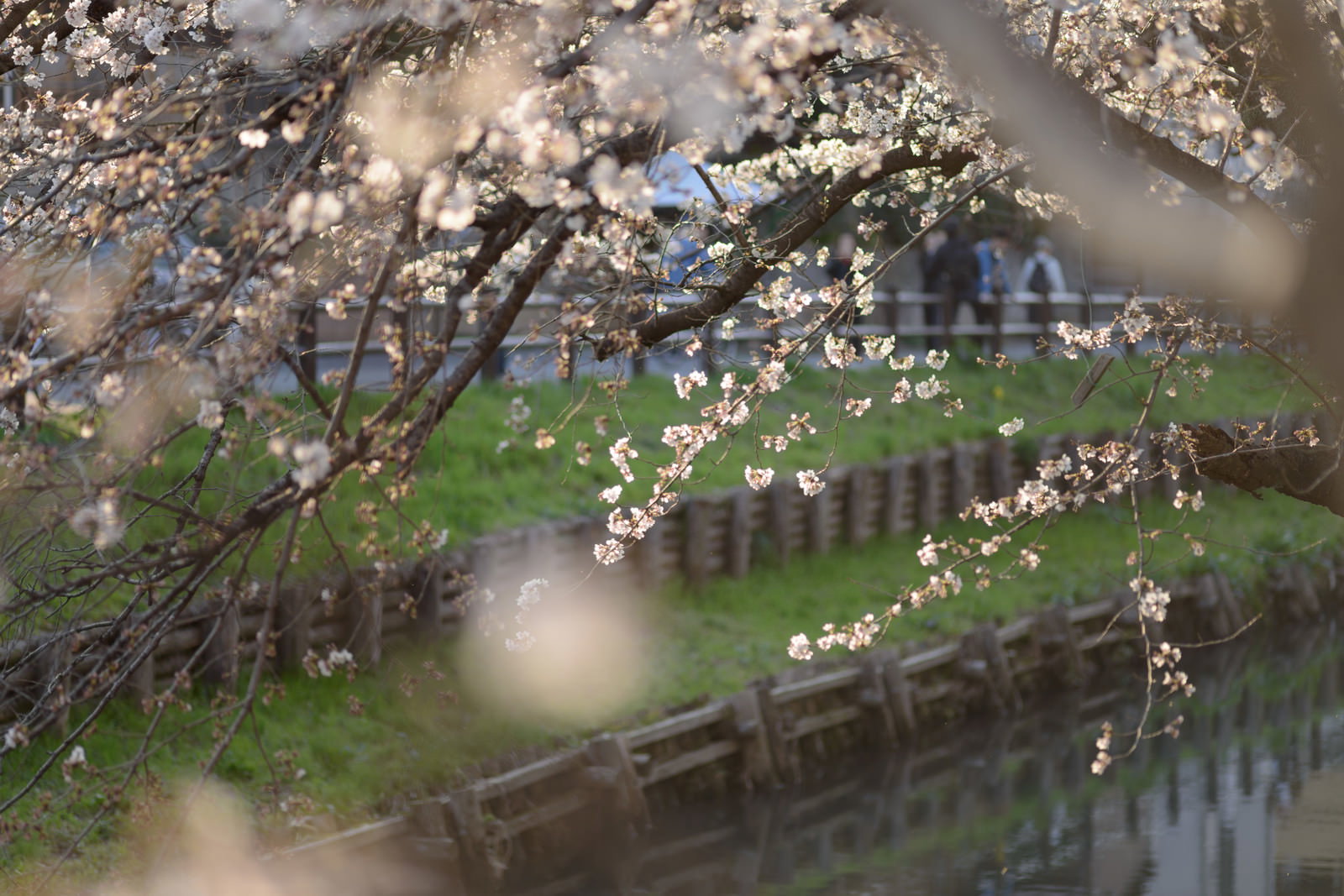 新河岸川沿いに満開の桜が咲き誇り、水面に花びらが映り込む春の風景