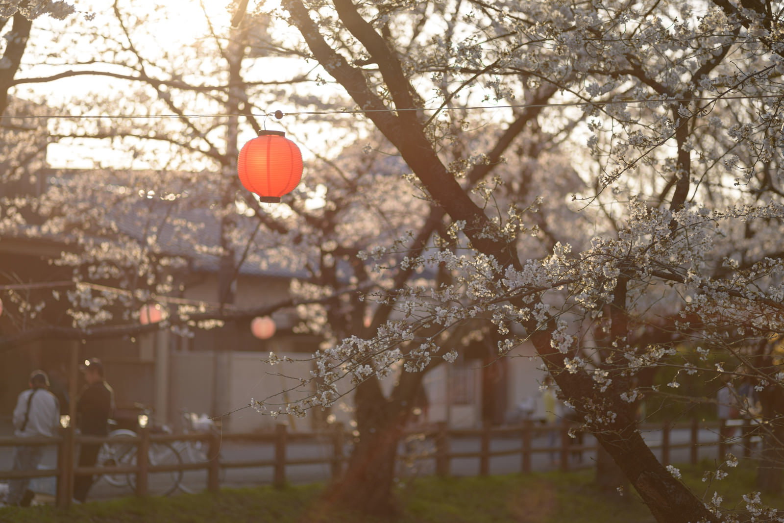 新河岸川沿いの満開の桜の枝に赤い提灯が吊るされた春の風景
