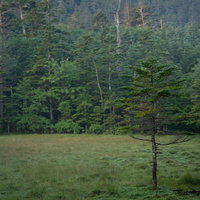 白駒湿原に立つ針葉樹と深い森林の自然風景の写真