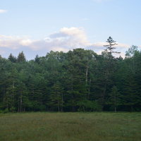 白駒湿原と周囲の森林を見渡す景観。高原の広大な自然風景の写真