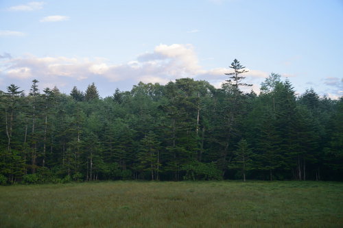 白駒湿原と周囲の森林を見渡す景観。高原の広大な自然風景