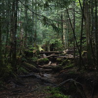 奥へと続く足場の悪い登山道（白駒の森）の苔むした岩と倒木の写真