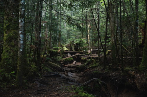 奥へと続く足場の悪い登山道（白駒の森）の苔むした岩と倒木