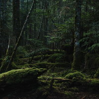 苔に厚く覆われた樹海の森（白駒の森）長野県の写真