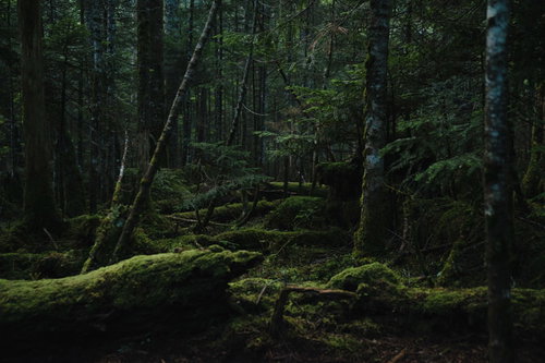 苔に厚く覆われた樹海の森（白駒の森）長野県