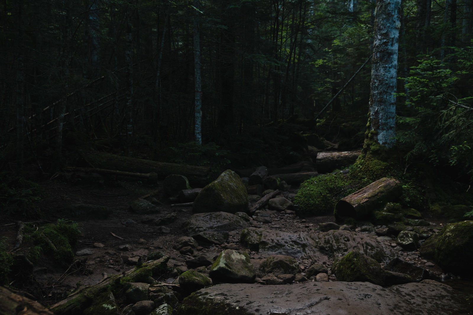 苔むした岩や倒木が転がる薄暗い森の登山道