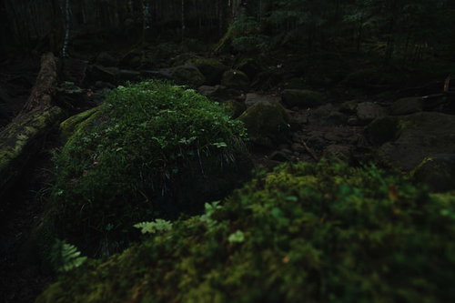 苔生す岩場に覆う岩と森林、苔むした樹海の景観（白駒の森）