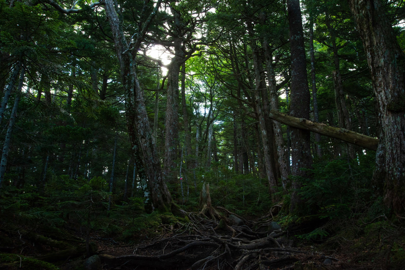 白駒の森で地面に張り巡らされた木々の根と苔むした森の様子