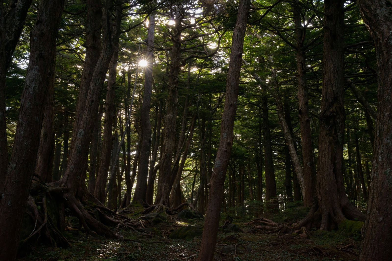 木々の間から太陽光が差し込む白駒の森の風景
