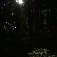 白駒の森に射し込む光芒と木漏れ日、樹々を照らす陽光の写真