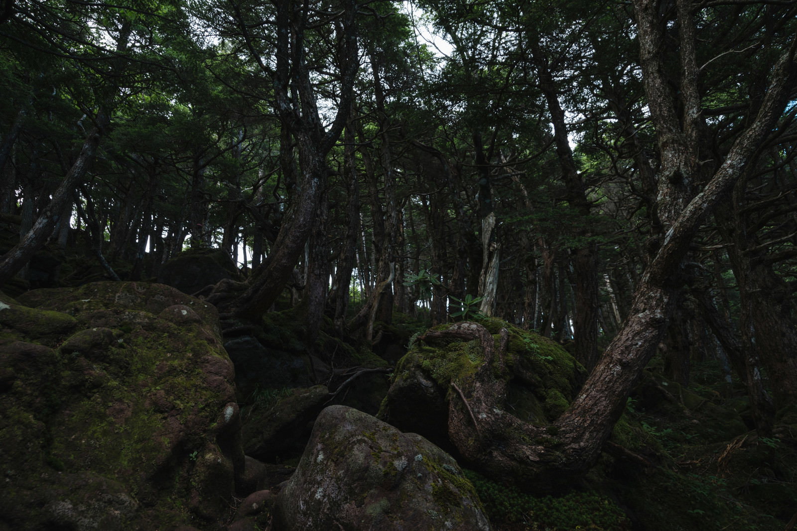 苔むした岩場に複雑に絡み合う木の根が見える森の風景