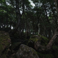 岩場に複雑に根を絡める木々の群生（白駒の森）の写真