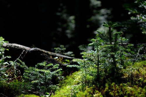 天狗岳の森の中に生育するスギゴケ