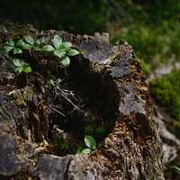 八ヶ岳の天狗岳の切り株から伸びる山野草と苔の写真
