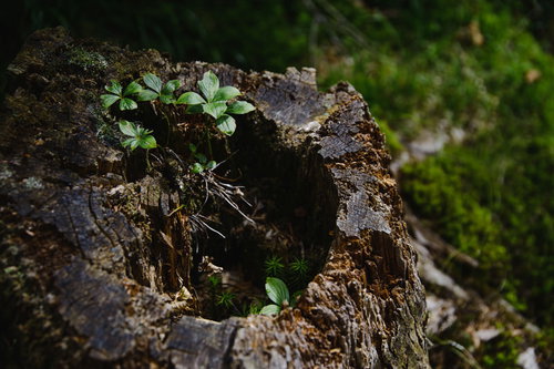 八ヶ岳の天狗岳の切り株から伸びる山野草と苔
