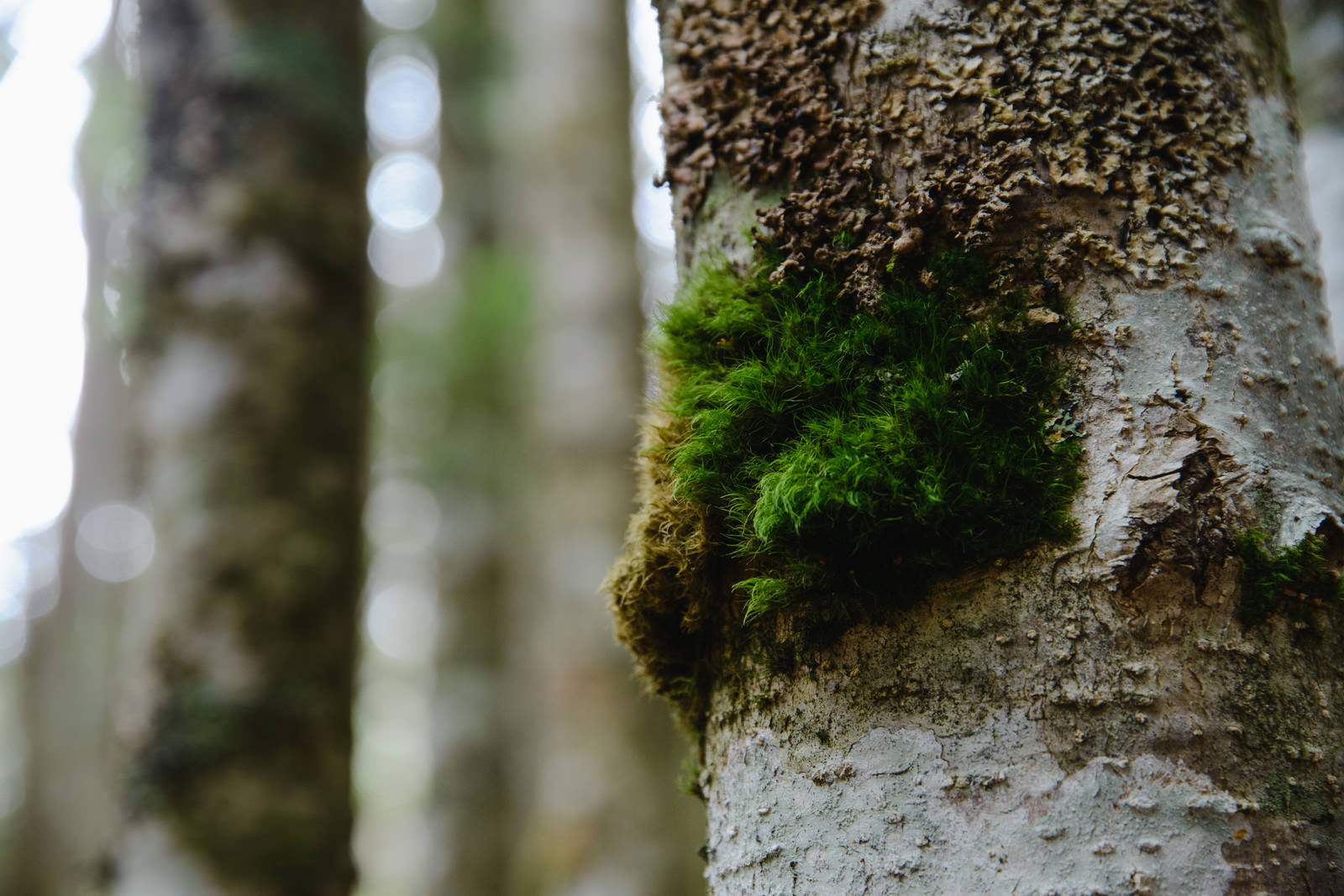 白樺の幹に緑色の苔が付着している自然の風景