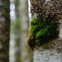 天狗岳の白樺の幹に発生した苔の生育状況の写真