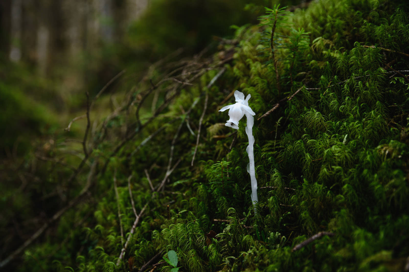 緑の苔に覆われた地面から白い小さな花を咲かせた山野草が伸びている様子