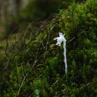 八ヶ岳天狗岳の苔の中から伸びる白い山野草の写真