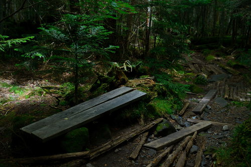天狗岳の森を歩く木道沿いのベンチ