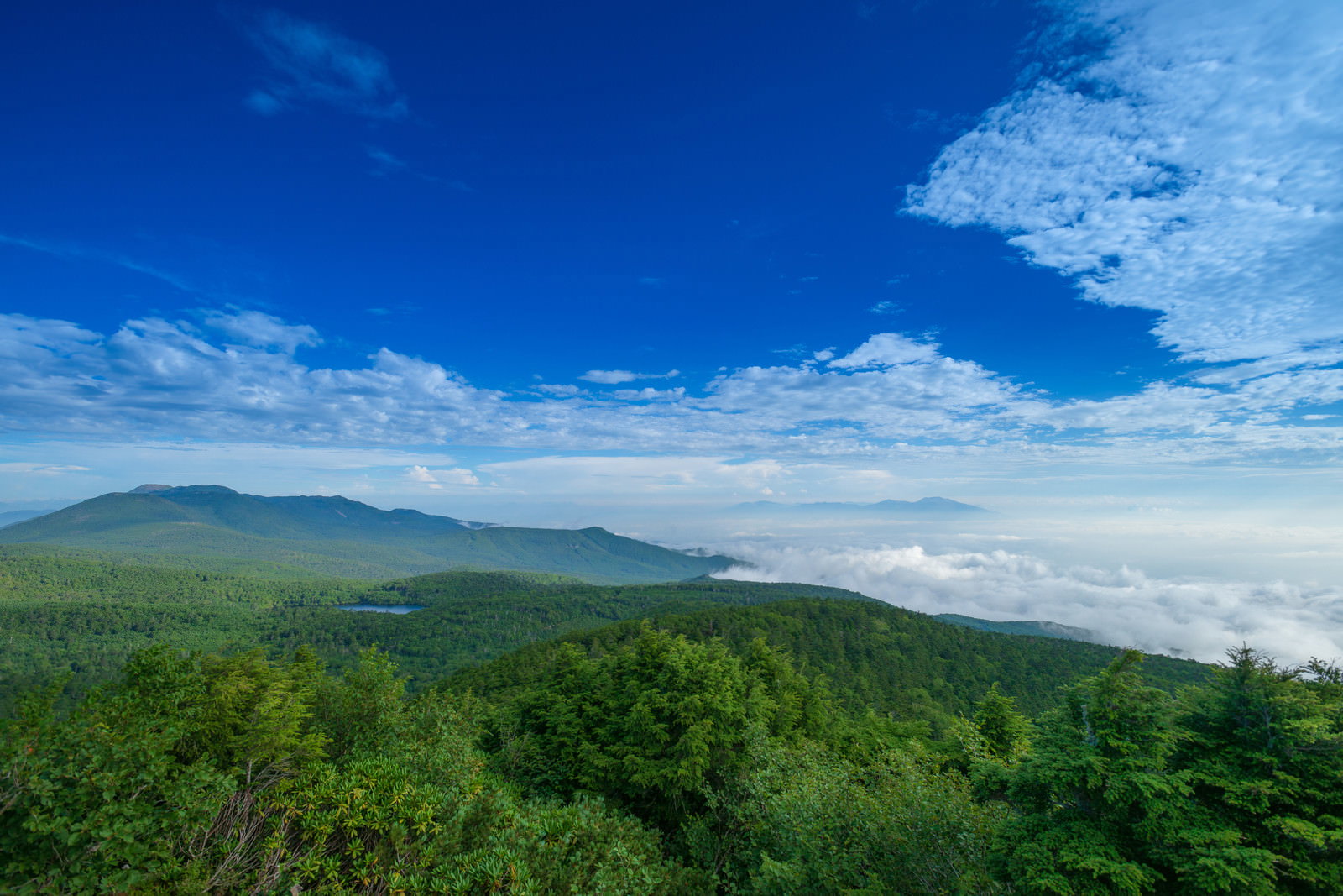 にゅうの眼下に広がる白駒の森と青空と雲の風景
