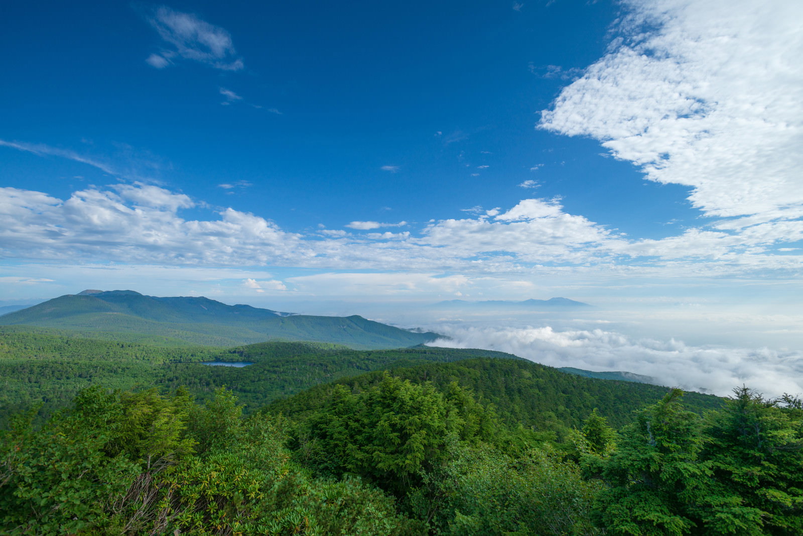 にゅう山頂から見た白駒の森と雲海