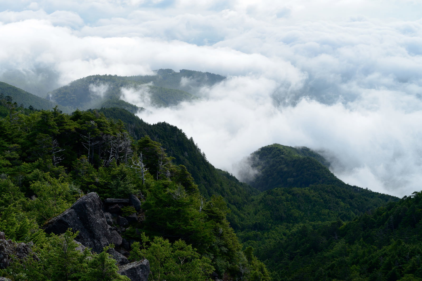 白駒の森の緑豊かな樹林と、その向こうに広がる白い雲海