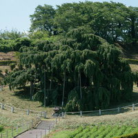 夏季の新緑に包まれた福島県三春町の滝桜と樹齢1000年を超える名木の写真