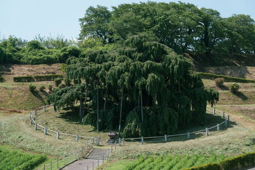 夏季の新緑に包まれた福島県三春町の滝桜と樹齢1000年を超える名木