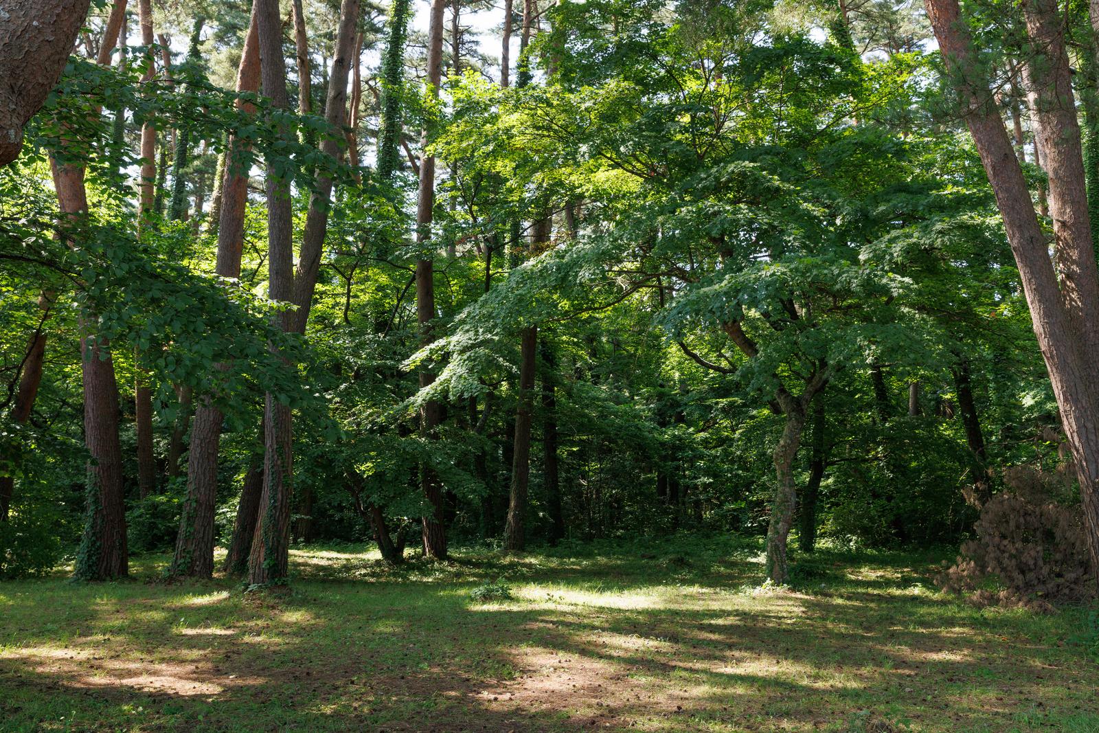 夏の雑木林で木漏れ日が地面に斑点を作る
