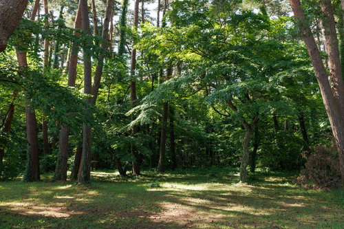 郡山市青松浜の林間で木々の間を通り抜ける木漏れ日が地面に描く柔らかな光の斑点