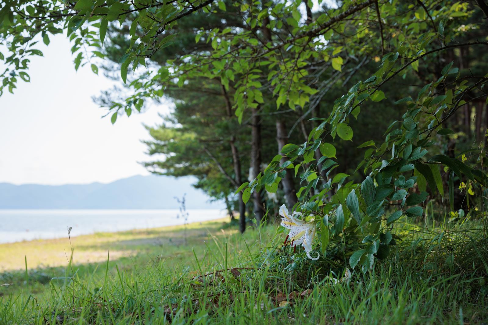猪苗代湖の青松浜で樹木の下に咲く白い花と湖岸の風景