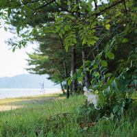 猪苗代湖の青松浜で湖岸の樹木と草花が咲く風景の写真