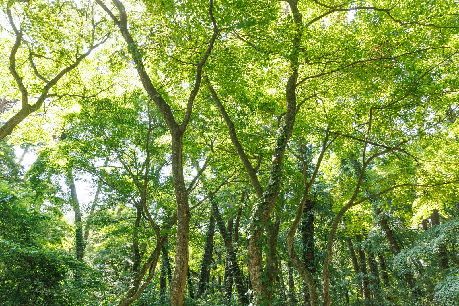 青松浜の雑木林から漏れてくる木漏れ日と青々とした新緑