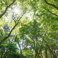 郡山市青松浜の林立つ樹木から差し込む木漏れ日の写真