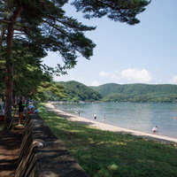 舟津公園の湖畔で過ごす夏の休日、大きな松の木が見守る浜辺の写真