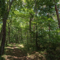 郡山市館浜周辺の木々が茂る遊歩道と林道の森林風景の写真