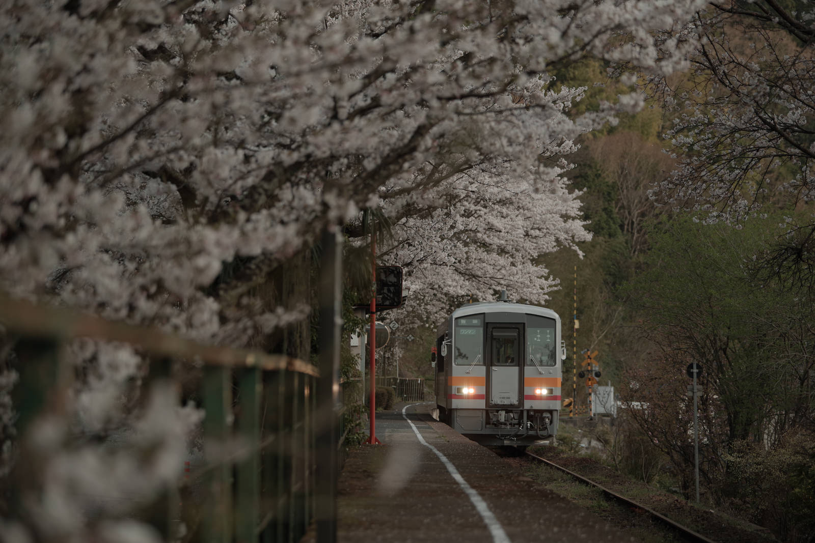 桜満開の線路の中央に停車する三浦駅の因美線電車の横向き写真