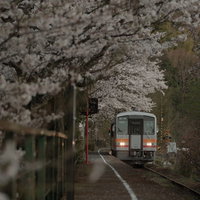 桜満開の三浦駅に停車する因美線の白オレンジ電車の写真