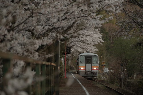 桜満開の三浦駅に停車する因美線の白オレンジ電車