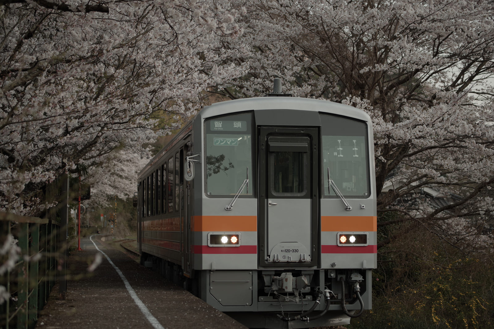 JR三浦駅に停車する因美線の電車。周囲は満開の桜に囲まれている